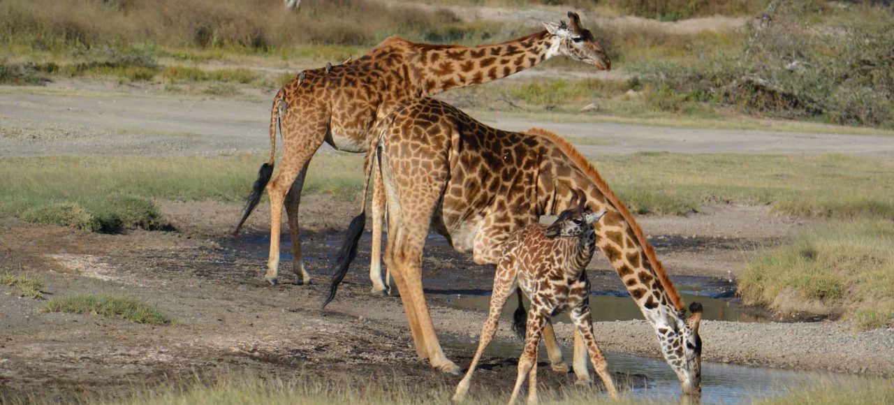 2 Day Tanzania Safari Lake Manyara and Tarangire