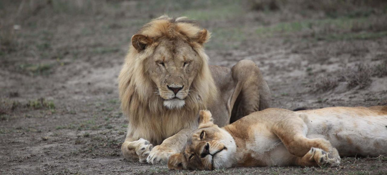 3 Day Tanzania Safari Tarangire and Ngorongoro Crater