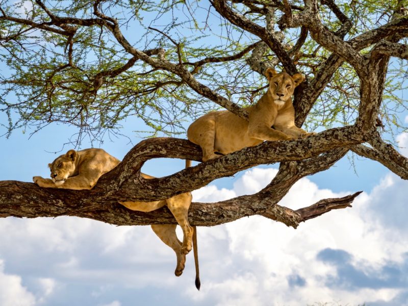 3 Day Tanzania Safari Tarangire Ngorongoro and Lake Manyara