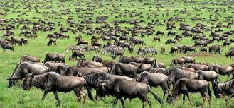 5 Day Tanzania Safari Tarangire Serengeti and Ngorongoro