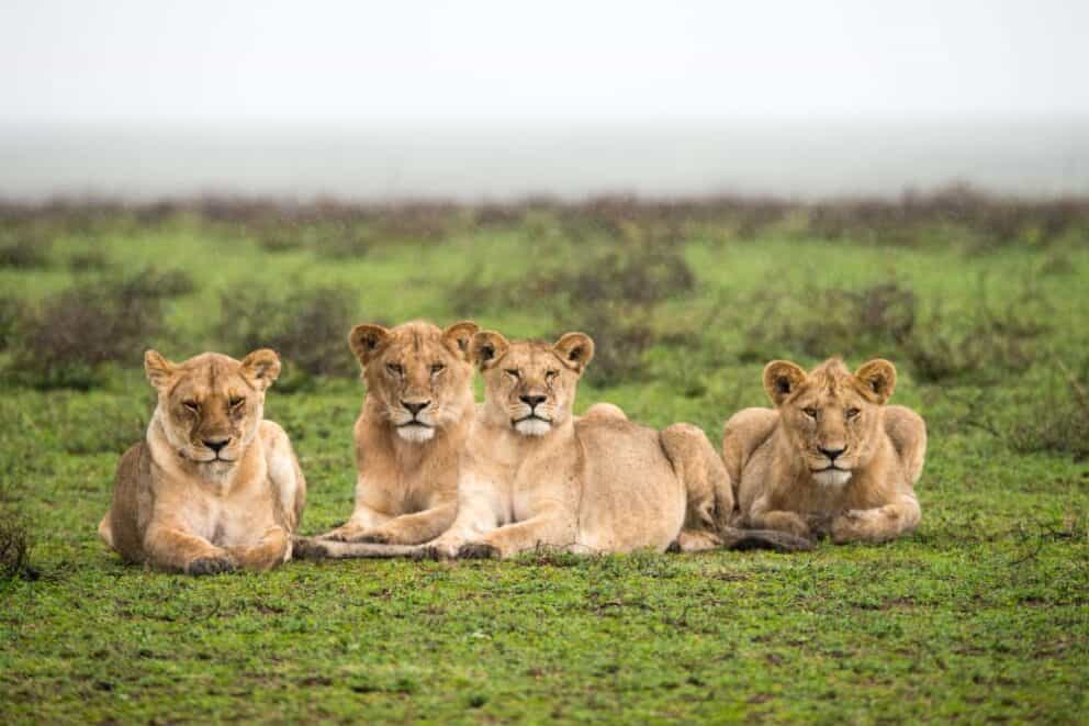 Best Time to Go on Safari in Tanzania
