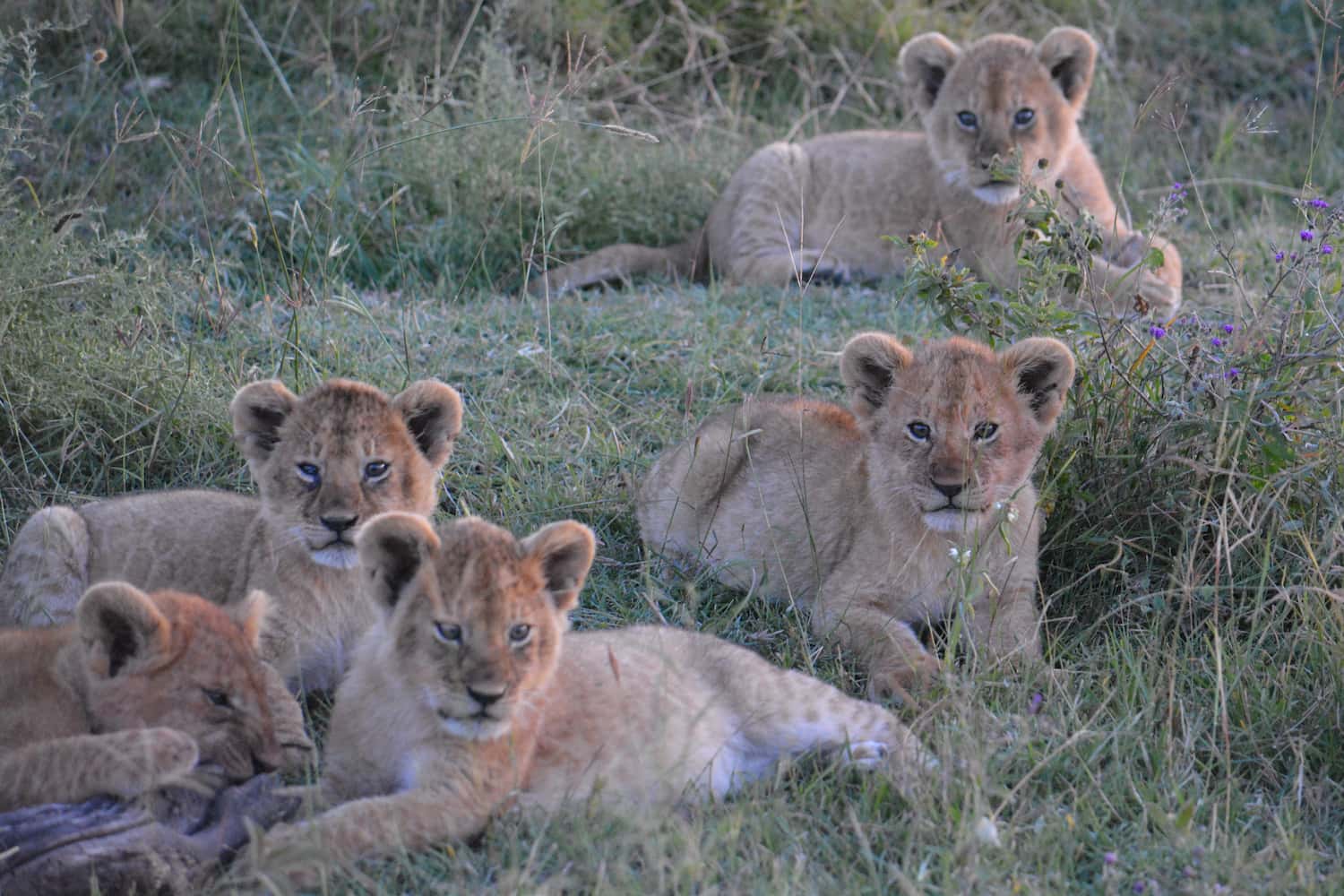  Game drive in Lake Manyara National Park