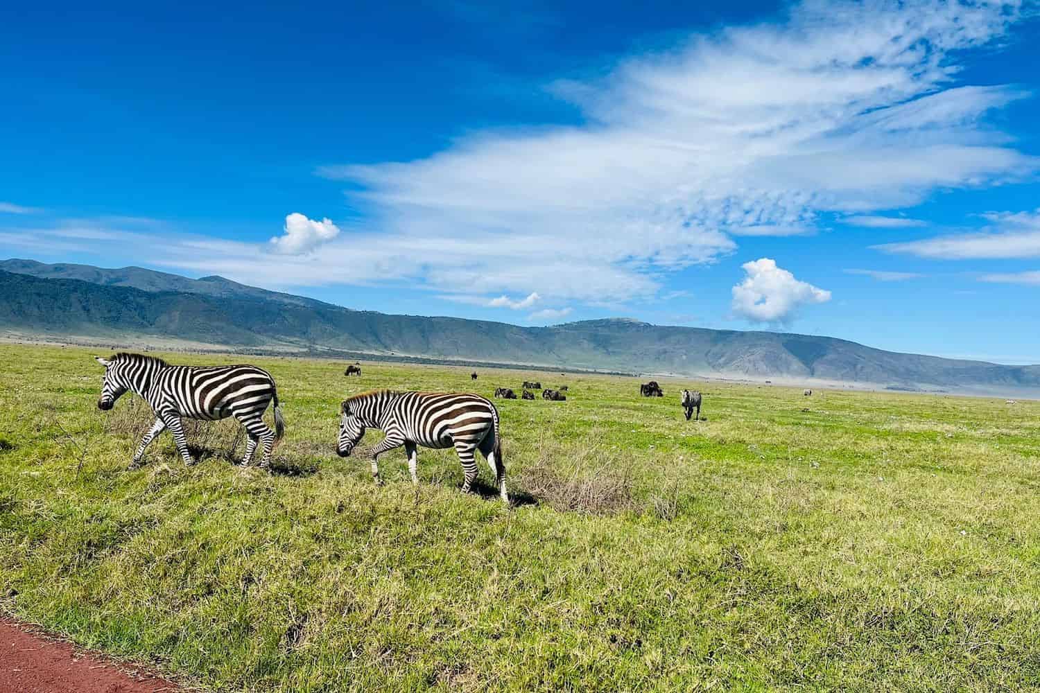 Game Drive Tarangire National Park
