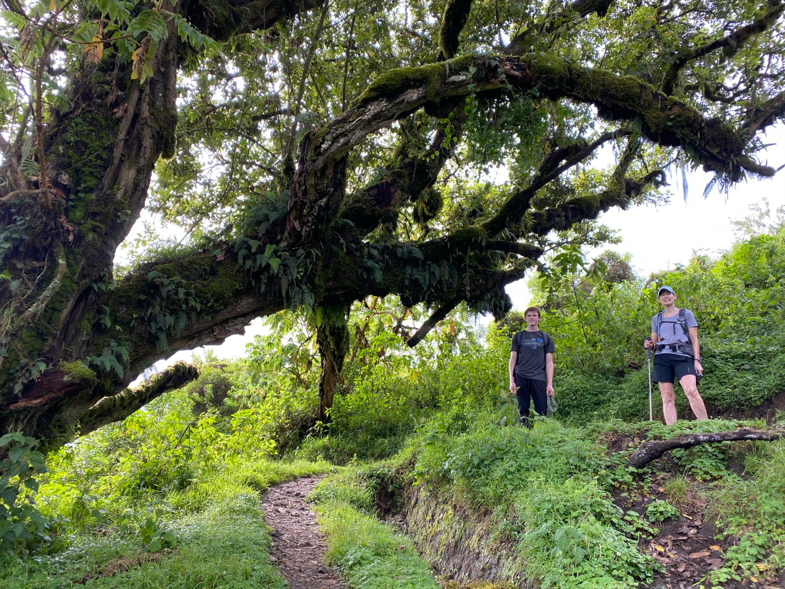 Kilimanjaro Day Trip Machame Route Trekking