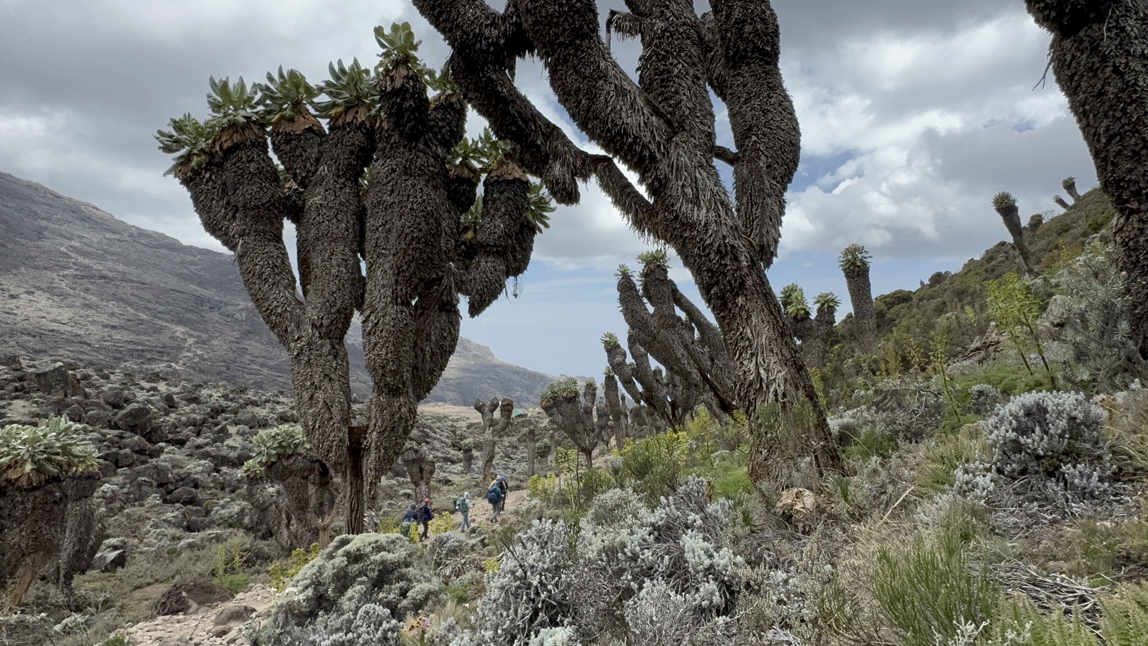 Kilimanjaro Routes Compared: Which Route is Right for You?