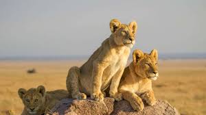 Luxury vs Budget Tanzania Safaris