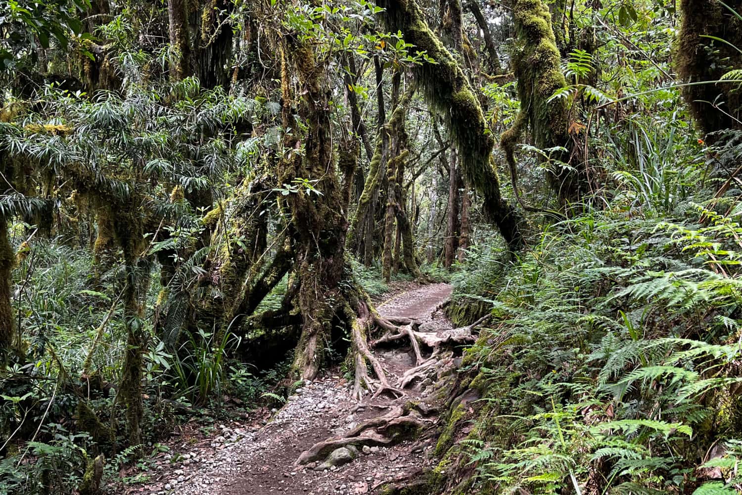 Machame Gate → Machame Camp