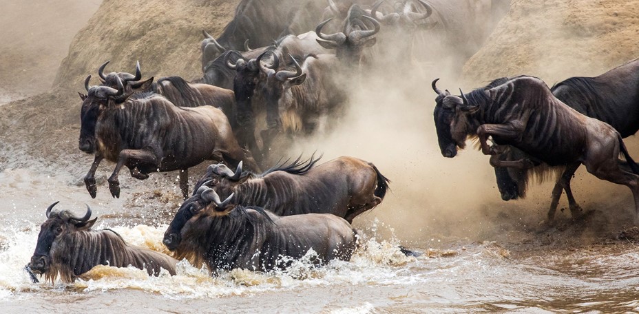 Serengeti Safari Explained