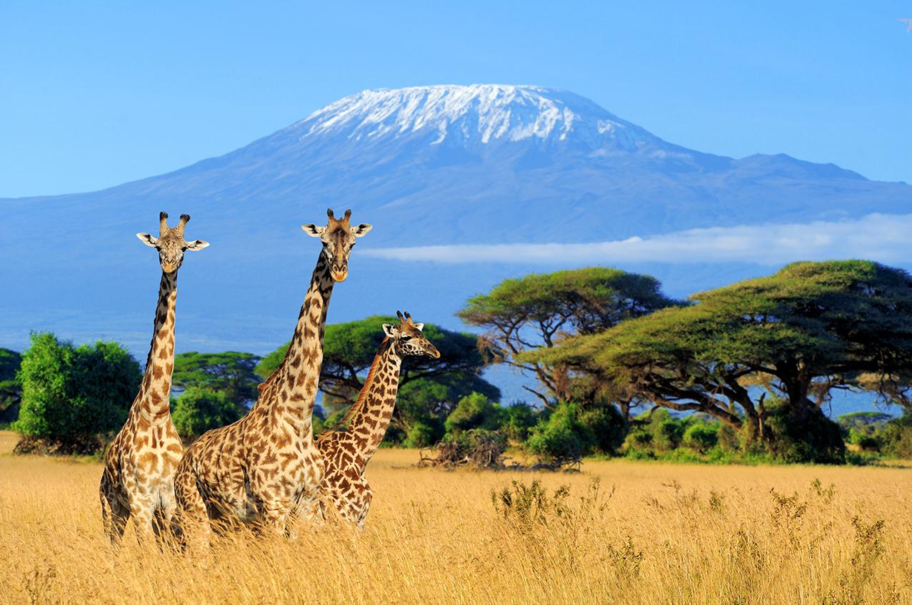 Tanzania Safari and Kilimanjaro Combo: The Ultimate Adventure