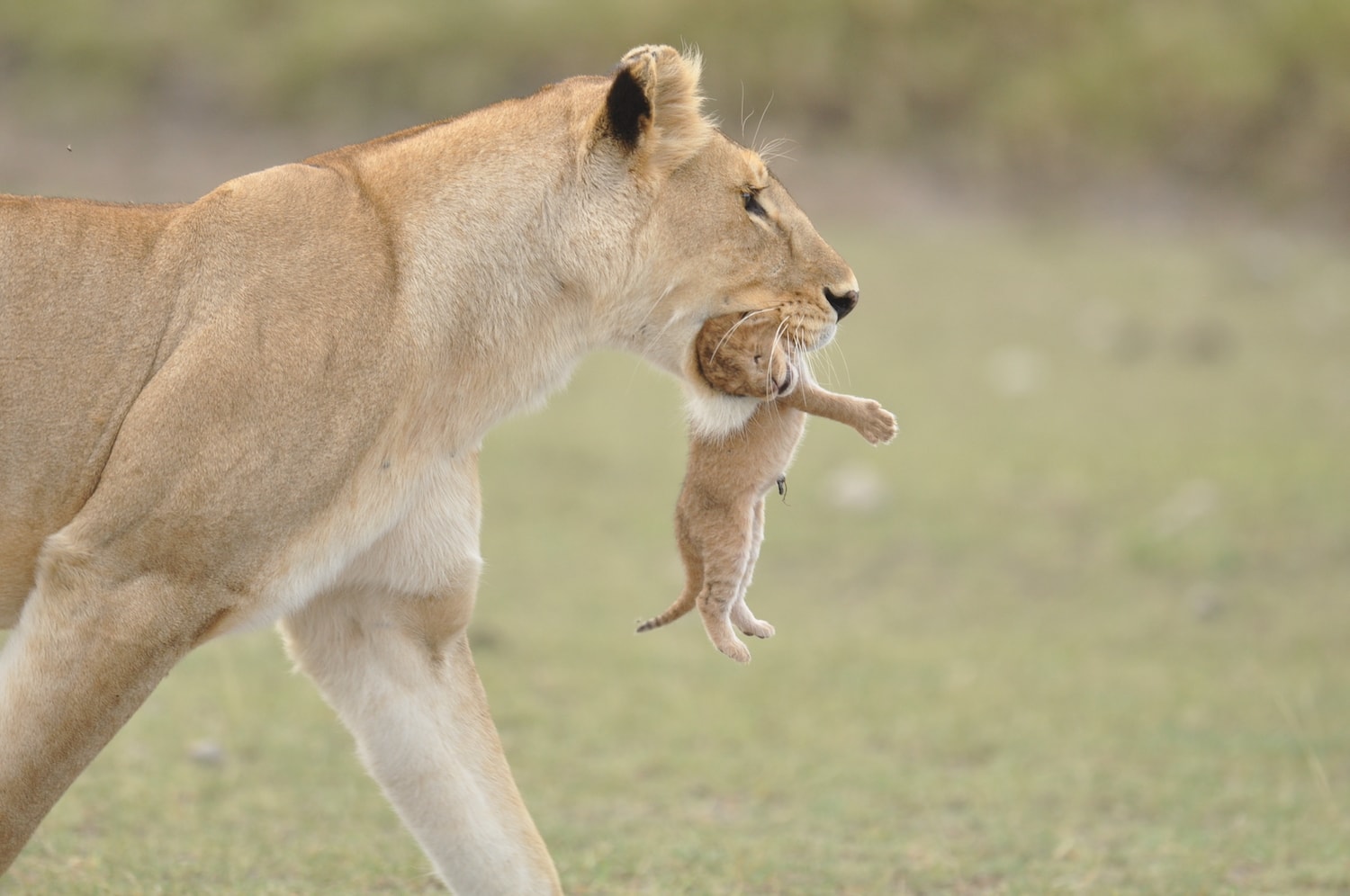 Tanzania Safari Cost Breakdown