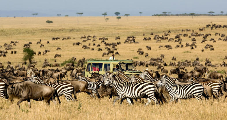 Tanzania Safari Guide