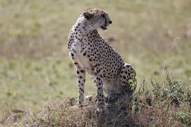 Tanzania Safari vs Kenya Safari
