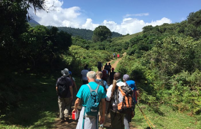 Trekking trail on the Mt. Meru trek, surrounded by lush greenery