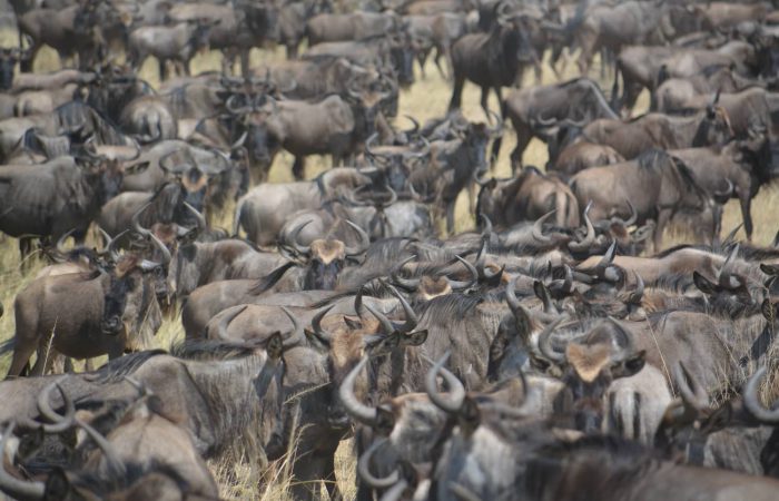 Massive herd of wildebeests on the Tarangire National Park Safari
