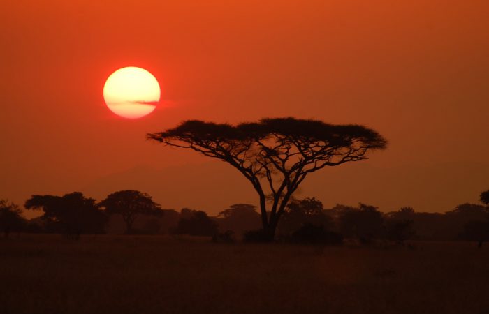 Silhouette of a tree against a bright orange sunset on the Tarangire National Park Safari