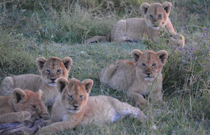 Lion cubs sitting in tall grass on the Tarangire National Park Safari