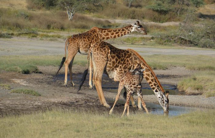 Giraffes drinking water from a natural pond on the Tarangire National Park Safari