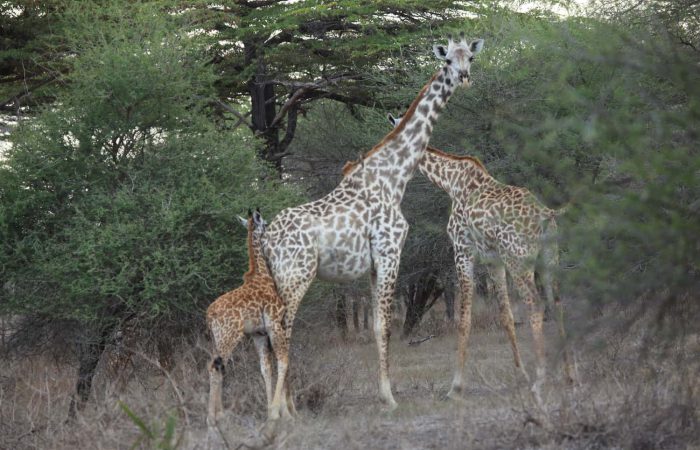 Family of giraffes under a tree on the Tarangire National Park Safari