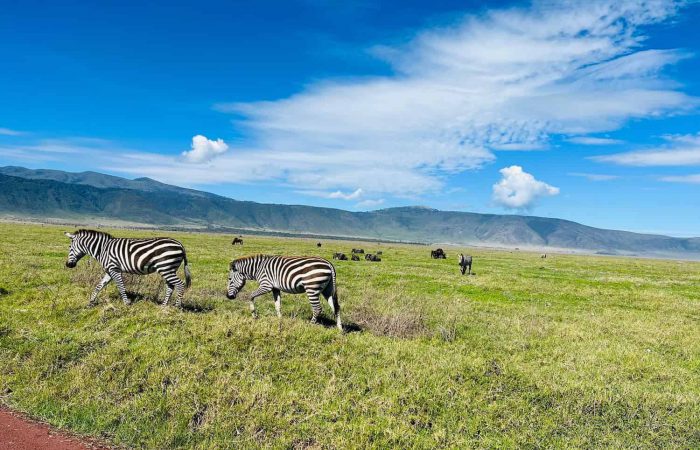 Zebras grazing a vast grassland on the Tarangire National Park Safari