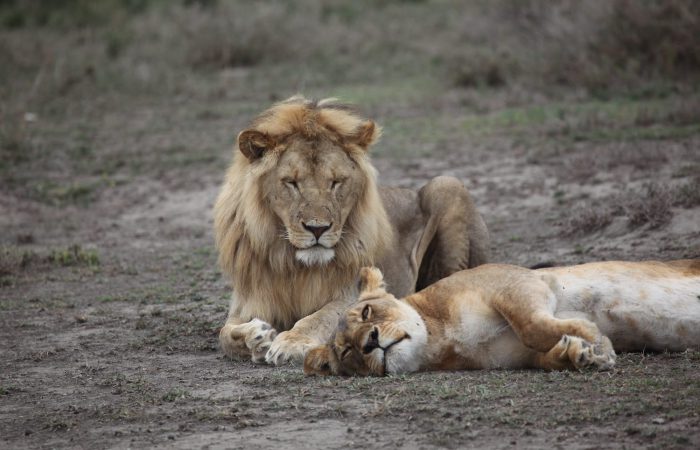 An African lion and lioness resting on the Tarangire National Park Safari