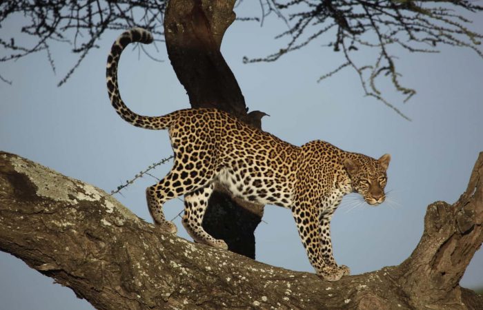 Leopard perched on a tree branch on the Tarangire National Park Safari