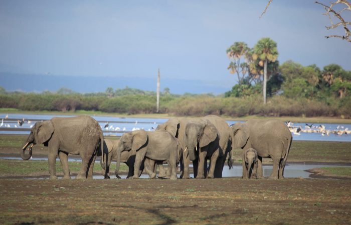 Herd of African elephants on the Lake Manyara National Park Safari