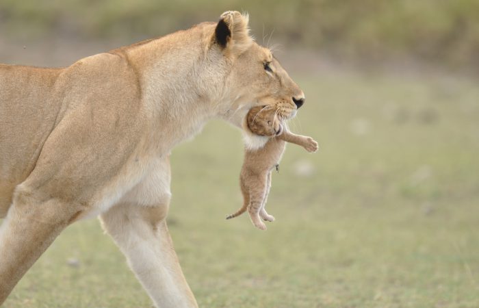 Lioness carrying her cub in her mouth on the Lake Manyara Naational Park Safari