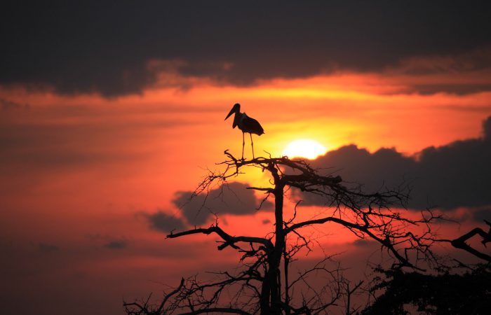 Silhouette of a bird on a tree against a bright orange sunset on the Lake Manyara National Park Safari