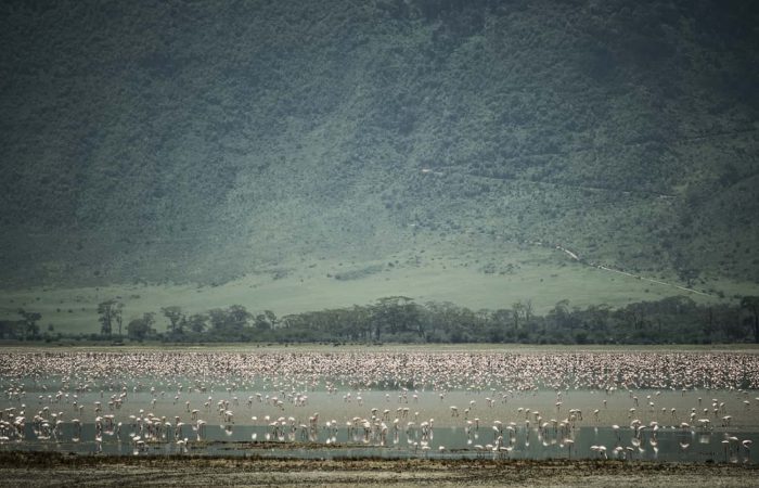 Flock of flamingos on the Lake Manyara National Park Safari