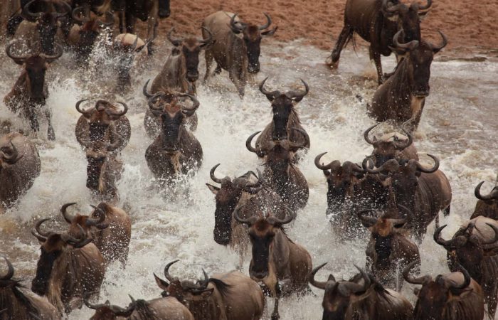 Massive herd of wildebeests on the Lake Manyara National Park Safari