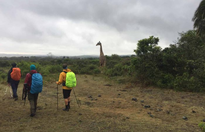 Trekkers looking at a giraffe on the way to Tululusia Waterfall on the 1-day Mt. Meru trek