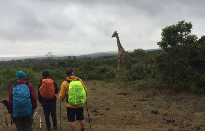 Trekkers looking at a giraffe on the way to Tululusia Waterfall on the 2-day Mt. Meru trek