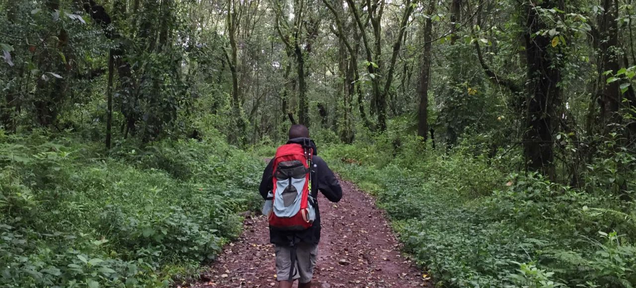 Trekker hiking on the Kilimanjaro Machame route through lush rainforests