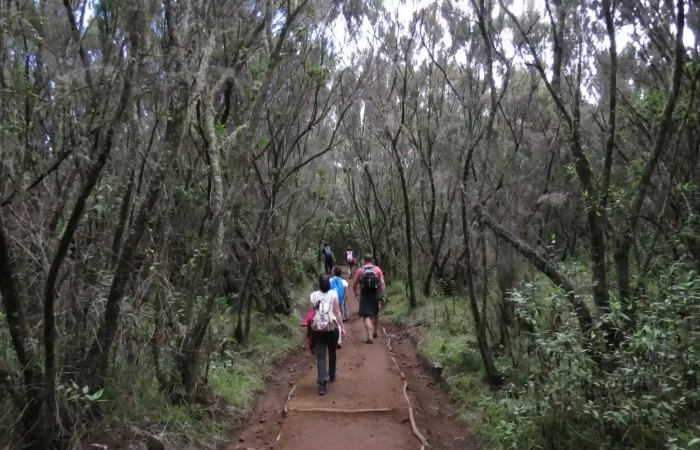 Trekkers walking through a forested path on the Kilimanjaro Marangu Route Day Hike