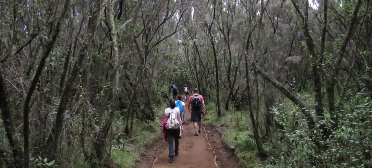 Trekkers walking through a forested path on the Kilimanjaro Marangu Route Day Hike