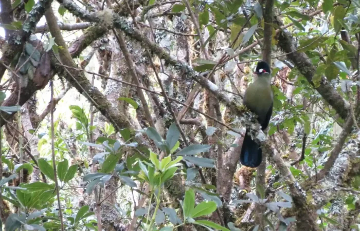 Birdspotting in the forests of Mt. Kilimanjaro on the Kilimanjaro Marangu Route Day Hike