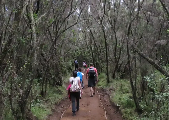 Trekkers walking through a forested path on the Kilimanjaro Marangu Route Day Hike