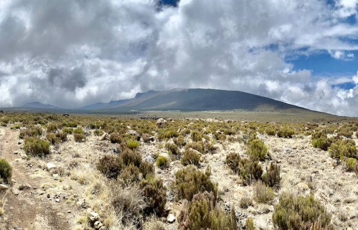 Panoramic views of the fauna on the Kilimanjaro Shira Route Day Hike